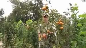 Хурма сорта Никитская бордовая. Nikita's Gift Persimmon.