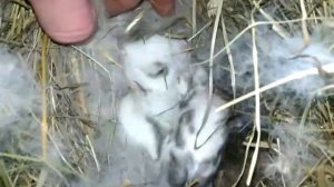 Удачные окролы и об утепленных маточниках для крольчат.