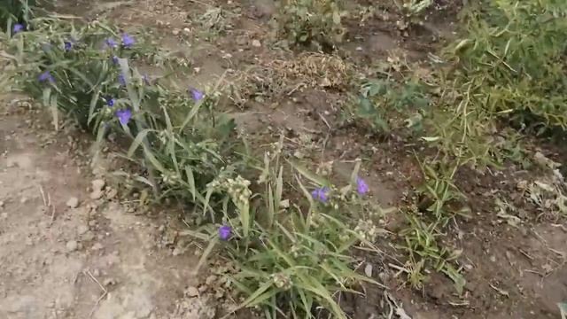 Гладиолусы в кашпо, традесканция, роза спрей смотреть онлайн