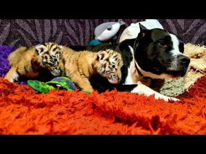 Питбуль и Тигрята / Pitbull and Tiger cubs ll 8 series