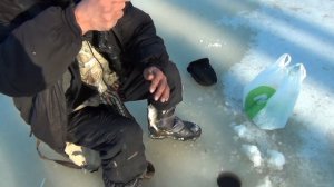 За окунем по перволедью.