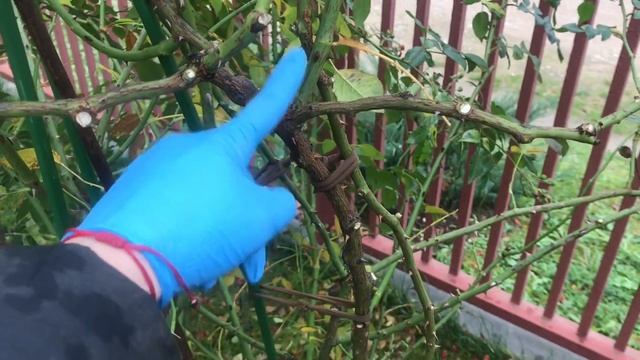 Уход за розами осенью. Обрезка плетистой розы. Маленькие хитрости смотреть онлайн