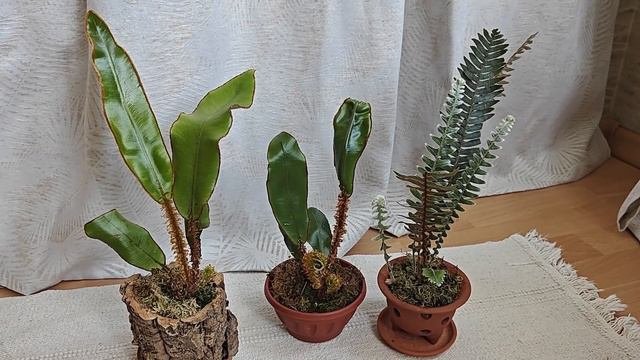 Редкие тропические папоротники | Elaphoglossum Decoratum  и   Polypodium Bombycinum