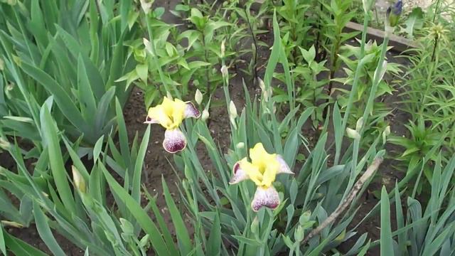 Ирисы бордюрные Светло-желтый верх с пурпурными лепесточками смотреть онлайн