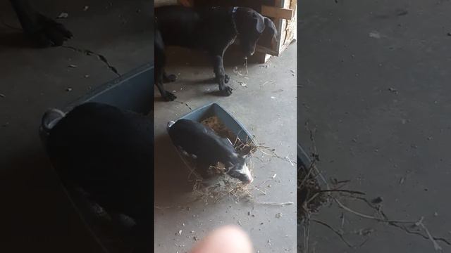 Webby and Bacchus have a snack