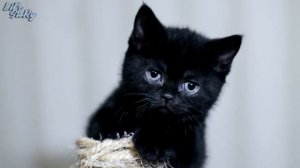 Спасение котят которые попали в беду