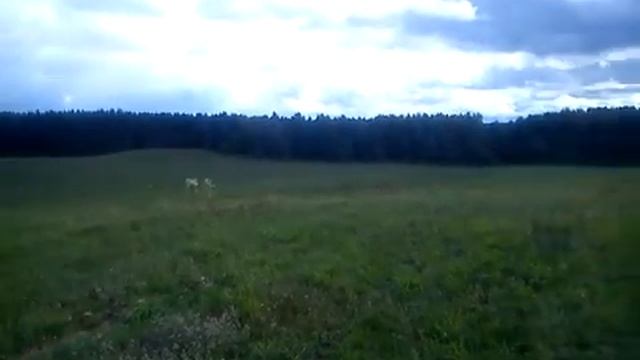 Дачный поселок "Волна" - участки на Можайском водохранилище