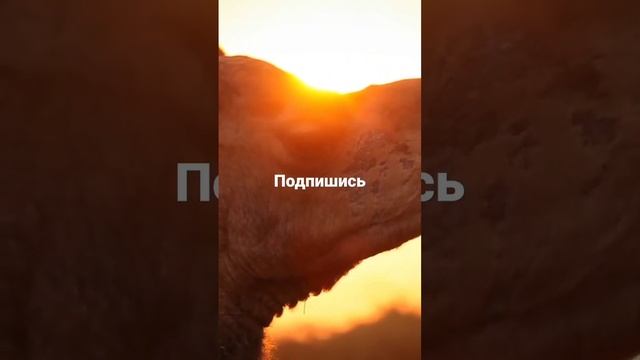 верблюд корабль пустыни