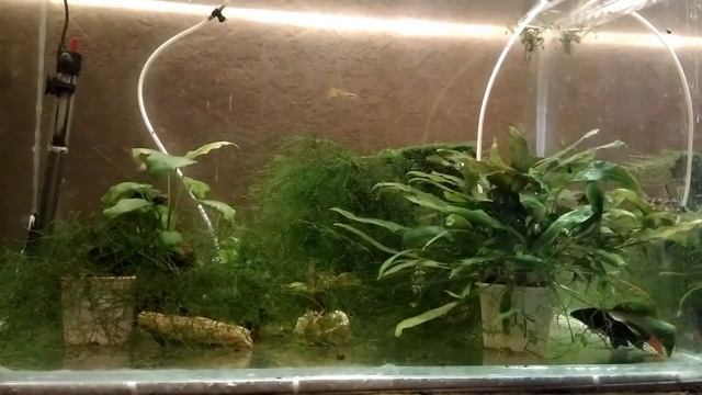 Аквариум для начинающих Рыбка гуппи содержание, разведение смотреть онлайн