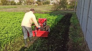 Фрезеруем мотоблоком горчицу