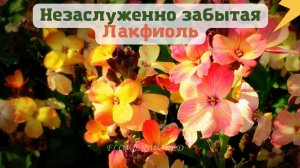 Незаслуженно забытая Лакфиоль (Cheiranthus)?