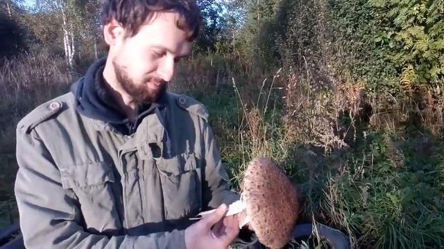 Гриб Зонтик съдобен и вкусен в сыром виде! смотреть онлайн