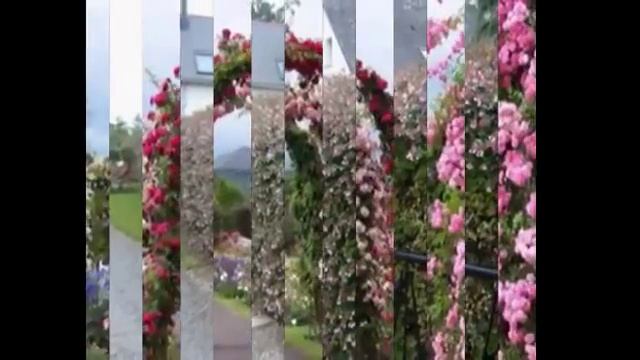 Цветущая живая изгородь-креативные идеи смотреть онлайн