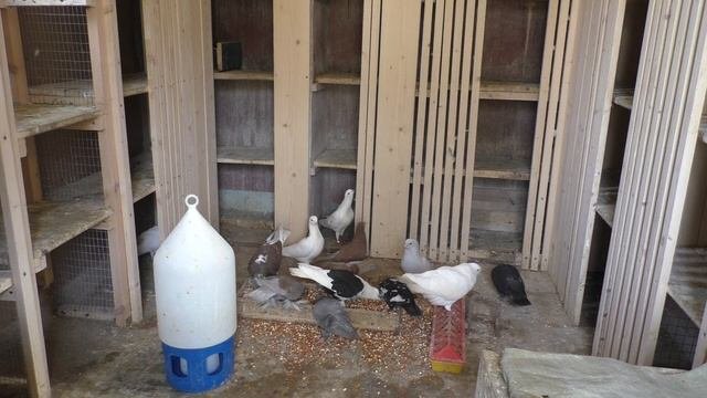 СТОИТ ЛИ ГОНЯТЬ ПЛЕМЕННЫХ ГОЛУБЕЙ В ВЫВОДНОЙ СЕЗОН ?#pigeons#МИРБОЙНЫХГОЛУБЕЙ!!!#