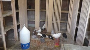 СТОИТ ЛИ ГОНЯТЬ ПЛЕМЕННЫХ ГОЛУБЕЙ В ВЫВОДНОЙ СЕЗОН ?#pigeons#МИРБОЙНЫХГОЛУБЕЙ!!!#