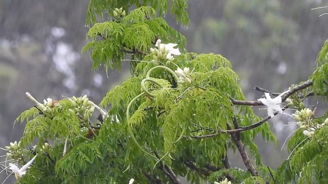 Radermachera Sinica | The Crow | The Relaxing Sound of the Rain смотреть онлайн