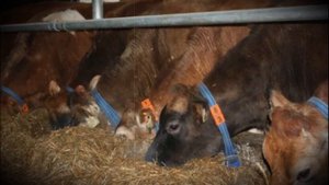 Сильнейшая в производстве молока порода коров Джерсейская