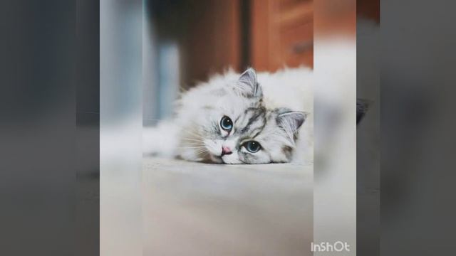 Маленькая подборочка милых фото котят и кошек