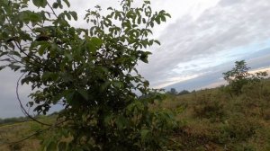 ОЧЕНЬ МНОГО вяхиря. Поехал и не пожалел. охота на вяхиря на перелёте