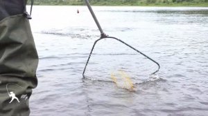 РЫБАЛКА. БЕЛОЕ МОРЕ. ВАРЗУГА 2021. ГОРБУША ПОШЛА. Часть 3. FISHING. THE WHITE SEA. VARZUGA 2021.