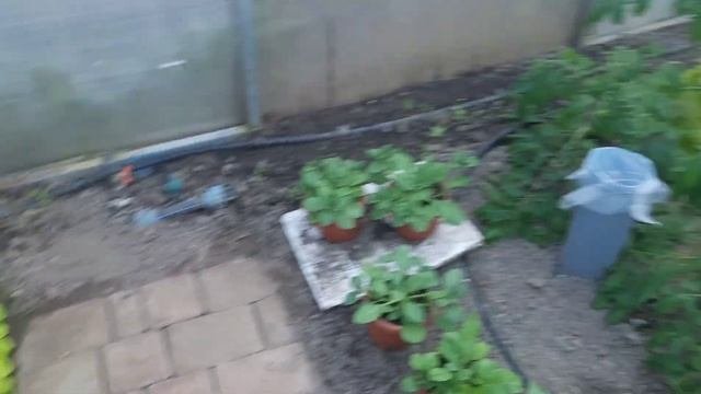 НАША ТЕПЛИЦА С ПОДОГРЕВОМ И ПРИНУДИТЕЛЬНОЙ РЕЦИРКУЛЯЦИЕЙ ВОЗДУХА