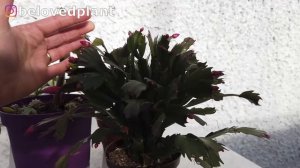 Get your Thanksgiving Cactus to bloom! Learn how to care for this succulent plant and get flowers