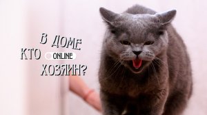 СТАРОГО КОТА ВЫБРОСИЛИ ИЗ ДОМА!