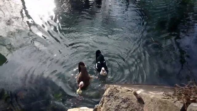 Воронцовский парк. Кормление уток. смотреть онлайн