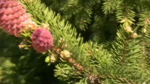 МАЙСКИЙ ДЕНЬ (ЕЛЬ АКРОКОНА) (Fir-tree ordinary European Akrokona)