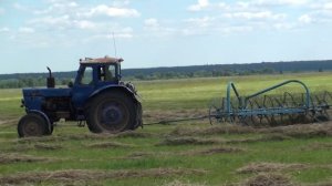 МТЗ-50 в работе с граблями ворошилкой.