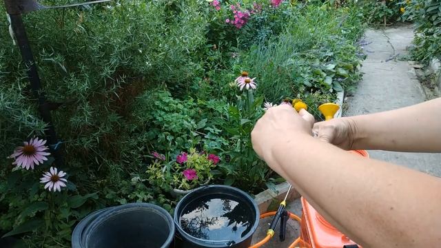 Пероноспороз огурца, как лечить будем.