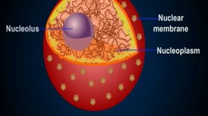 Строение ядра клетки