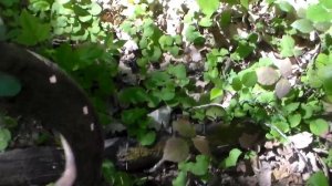 Раскопки по ВОВ и горное бездорожье где нашли останки немца из люфтваффе