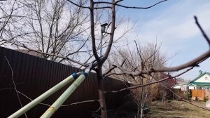 Если у яблони две макушки – что делать?