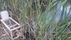 Ловушка норки, куницы, хори, выдры часть 4