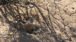 Тонкопалый суслик[1], или земляная среднеазиатская белка[1] (лат. Spermophilopsis leptodactylus)