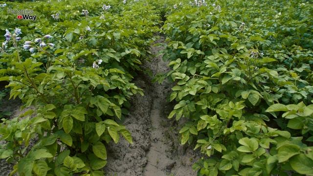 НИКОГДА Не Сажайте Картошку Без Этого! При посадке картофеля сыпьте горсть этого средства! смотреть онлайн