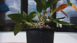 Dendrobium Hibiki/Дендробиум хибики - ошибки ухода