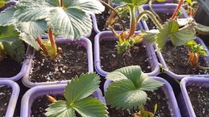 РАСТЕМ - земляника Джоли, Азия, Флорентина, Флорина, Вима Рина.