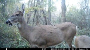 Lump In My Throat... Watcha Whitetail deer swallow it's food