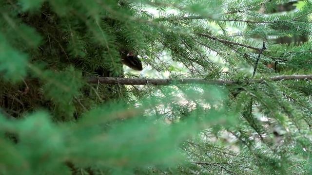 ПОЕЗДКА В ШТАТ МИЧИГАН: ВОДОПАДЫ, МОРСКАЯ ПРОГУЛКА, ОЗЕРО ОБЛАКОВ || АМЕРИКАНСКИЙ ВЛОГ #18 смотреть онлайн