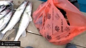 рыбалка в астраханской области альпийская деревня