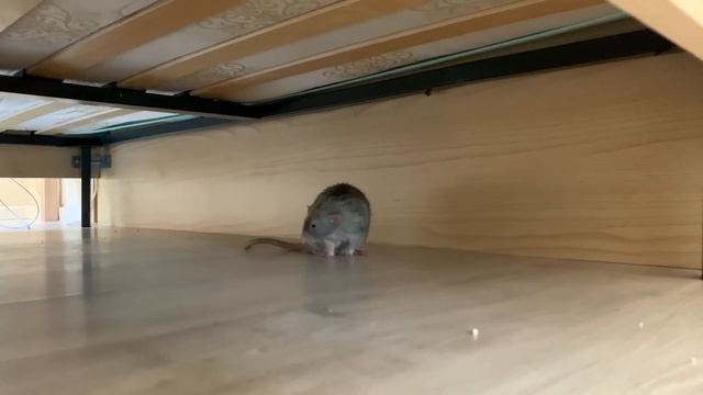 МОЖНО ЛИ МЫТЬ КРЫС? КАК ПОМЫТЬ ХВОСТ КРЫСЕ? смотреть онлайн