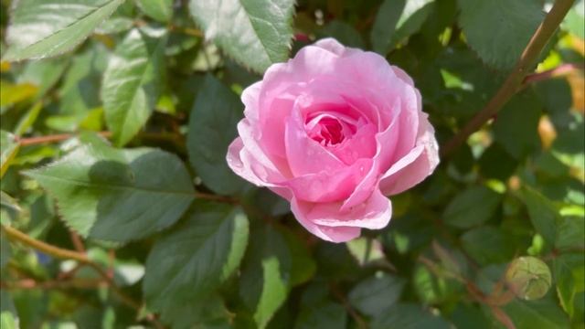 First Rose Bloom Of 2023 In My English Rose Garden - Olivia Rose Austin By David Austin Roses