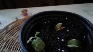 Орхидейное дерево (баухиния) из семян. Как прорастить семена.