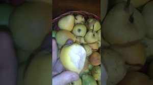 ☼Первый урожай, сорт груш ЛАДА.