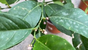 Лиметта ди Рангпур, обзор