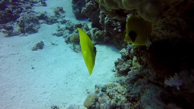 [GoPro Hero3+] Ägypten - Soma Bay - Diving at the Breakers Housereef (CheckDive) смотреть онлайн