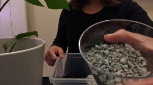 LECA to PON using DIY LECHUZA PON Mix | Converting Mini Monstera Plant to PON with Self-Watering Po