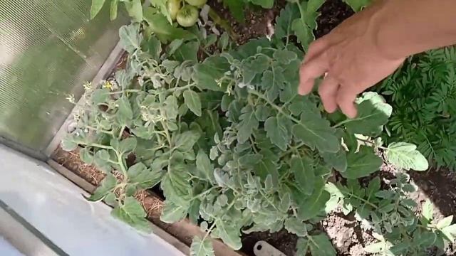 что можно покушать на даче, на улице? смотреть онлайн